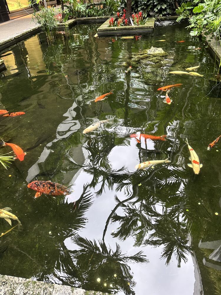 Koi pond
