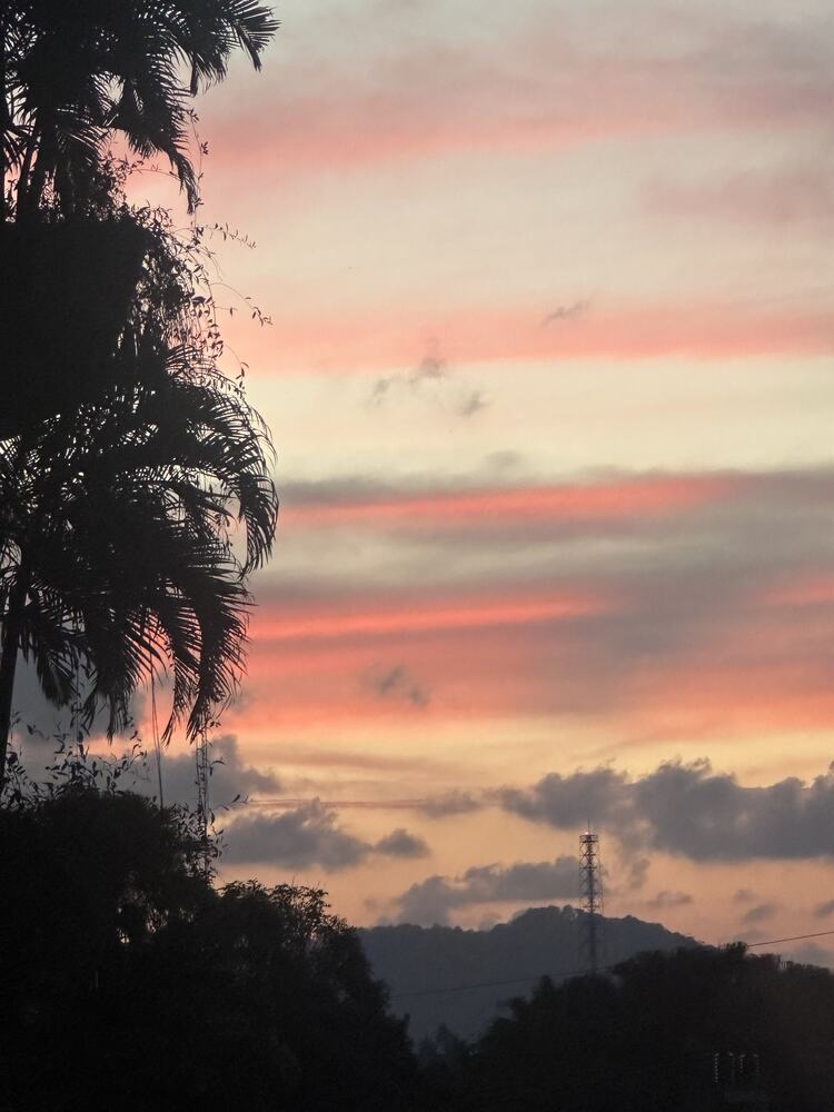 Pink sunset through the palms